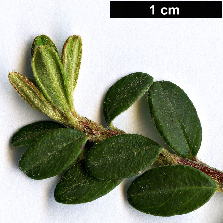 High resolution image: Family: Rosaceae - Genus: Cotoneaster - Taxon: conspicuus - SpeciesSub: ’Red Alert’